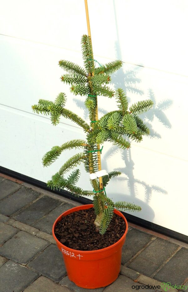 JODŁA HISZPAŃSKA KELLERIIS Abies pinsapo 'Kelleris'