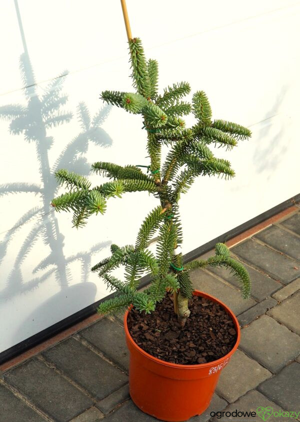 JODŁA HISZPAŃSKA KELLERIIS Abies pinsapo 'Kelleris'