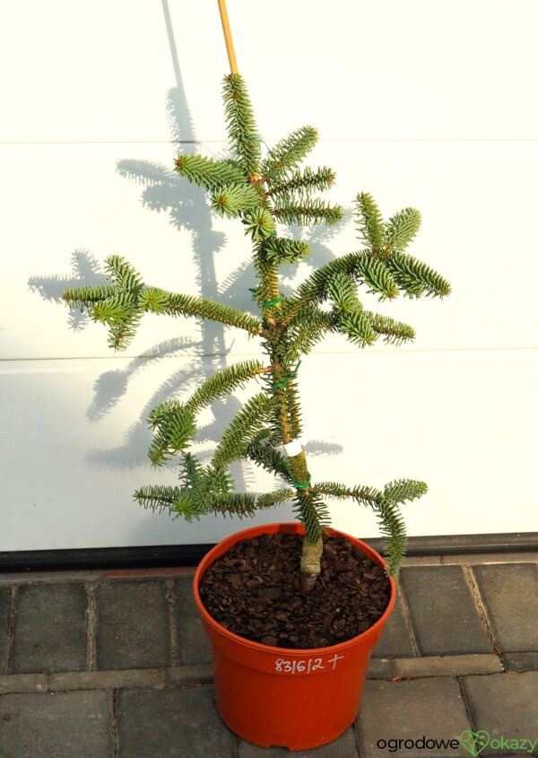 JODŁA HISZPAŃSKA KELLERIIS Abies pinsapo 'Kelleris'