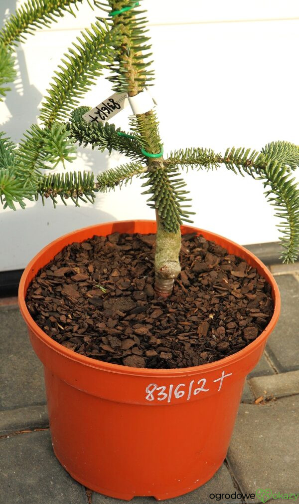 JODŁA HISZPAŃSKA KELLERIIS Abies pinsapo 'Kelleris'
