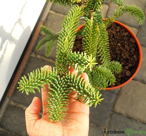 JODŁA HISZPAŃSKA KELLERIIS Abies pinsapo 'Kelleris'