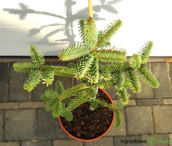 JODŁA HISZPAŃSKA KELLERIIS Abies pinsapo 'Kelleris'