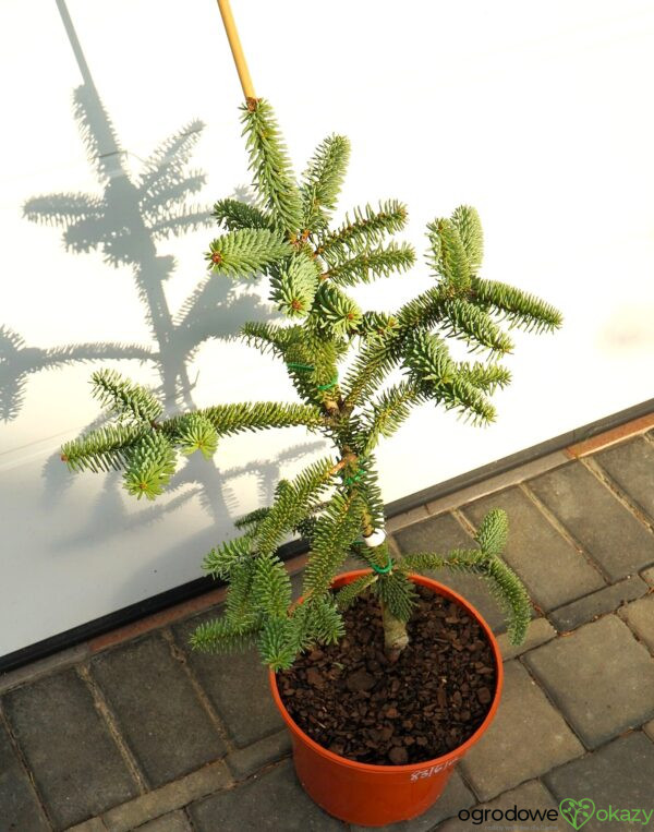 JODŁA HISZPAŃSKA KELLERIIS Abies pinsapo 'Kelleris'