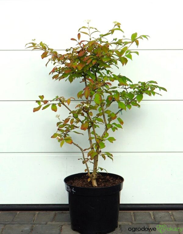 KALINA JAPOŃSKA WATANABE Viburnum plicatum 'Watanabe'