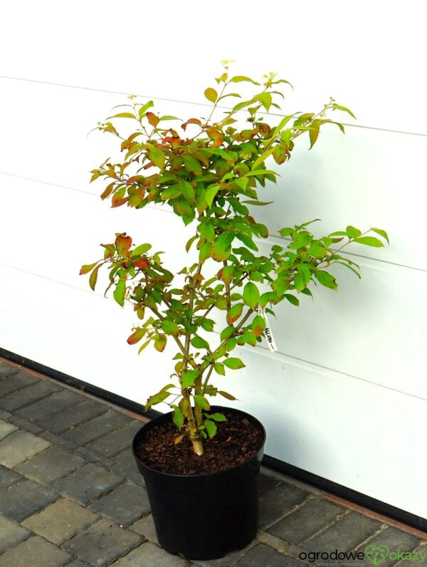 KALINA JAPOŃSKA WATANABE Viburnum plicatum 'Watanabe'