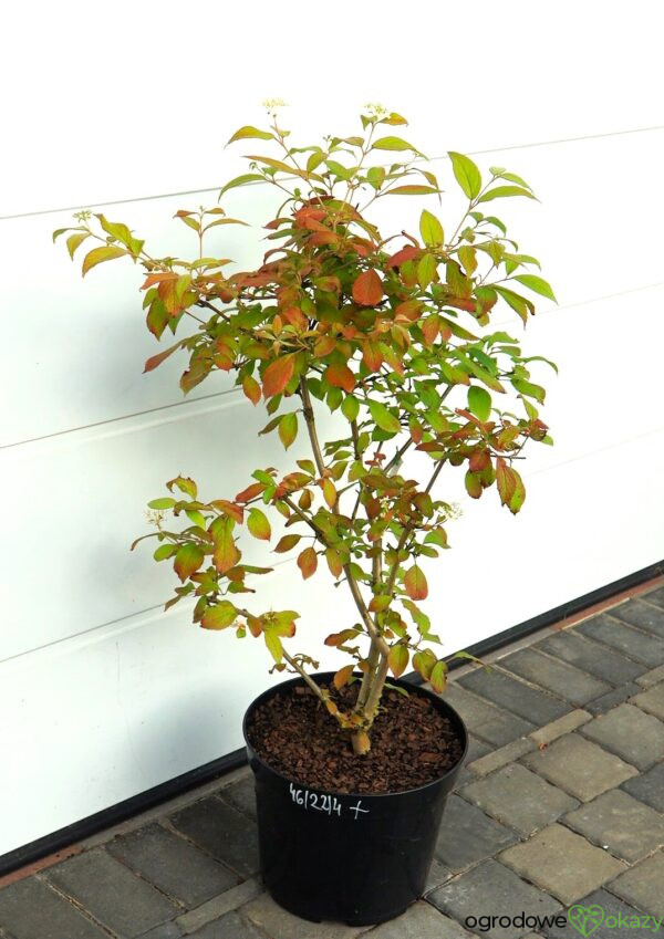 KALINA JAPOŃSKA WATANABE Viburnum plicatum 'Watanabe'