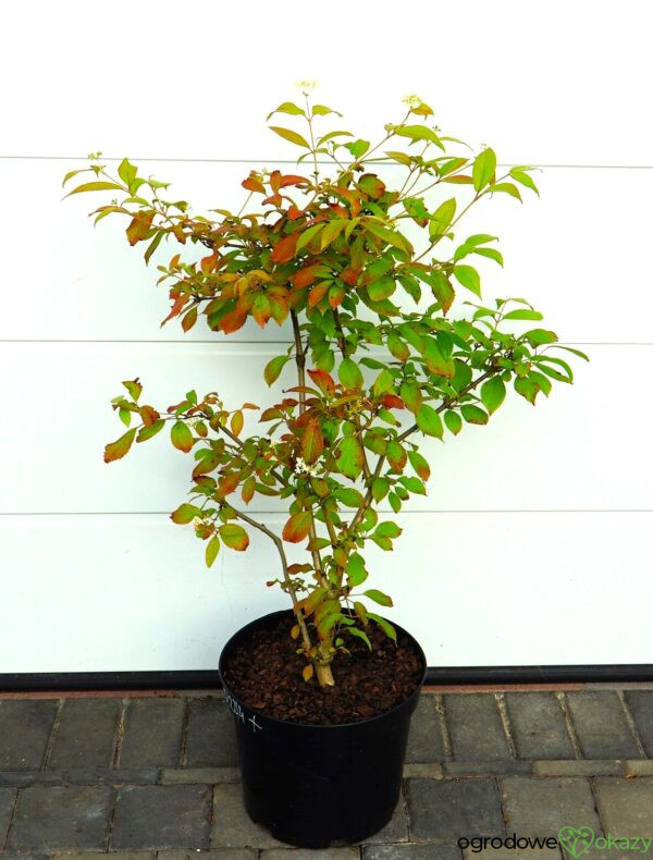 KALINA JAPOŃSKA WATANABE Viburnum plicatum 'Watanabe'