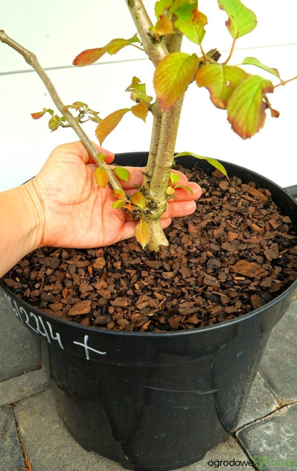 KALINA JAPOŃSKA WATANABE Viburnum plicatum 'Watanabe'