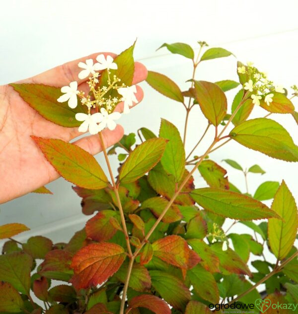 KALINA JAPOŃSKA WATANABE Viburnum plicatum 'Watanabe'