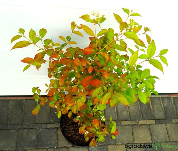 KALINA JAPOŃSKA WATANABE Viburnum plicatum 'Watanabe'
