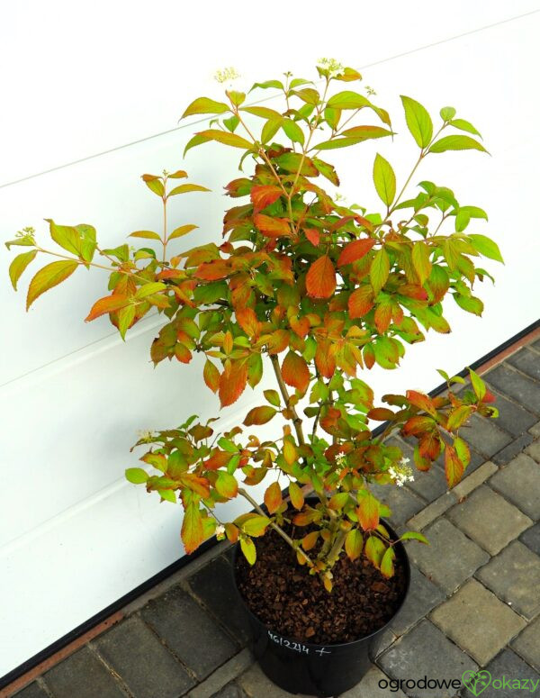 KALINA JAPOŃSKA WATANABE Viburnum plicatum 'Watanabe'