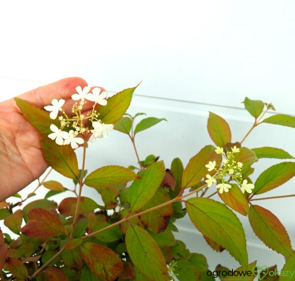 KALINA JAPOŃSKA WATANABE Viburnum plicatum 'Watanabe'