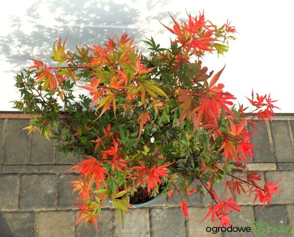 KLON PALMOWY SHAINA Acer palmatum 'Shaina'