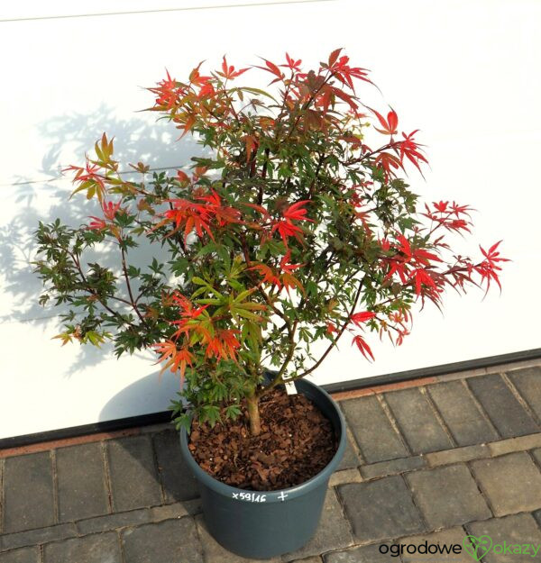 KLON PALMOWY SHAINA Acer palmatum 'Shaina'
