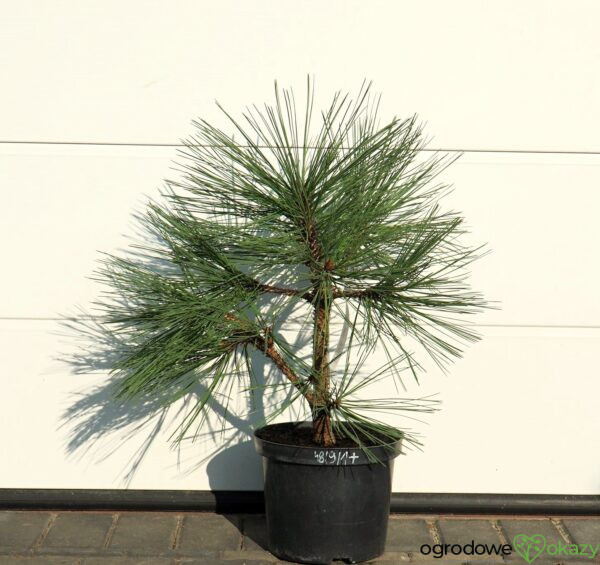 SOSNA JEFFREYA JOPPI Pinus jeffreyi 'Joppi'