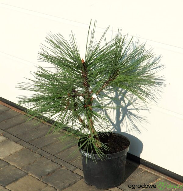 SOSNA JEFFREYA JOPPI Pinus jeffreyi 'Joppi'