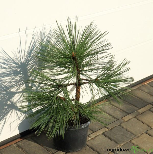 SOSNA JEFFREYA JOPPI Pinus jeffreyi 'Joppi'