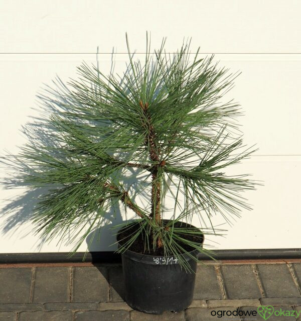 SOSNA JEFFREYA JOPPI Pinus jeffreyi 'Joppi'
