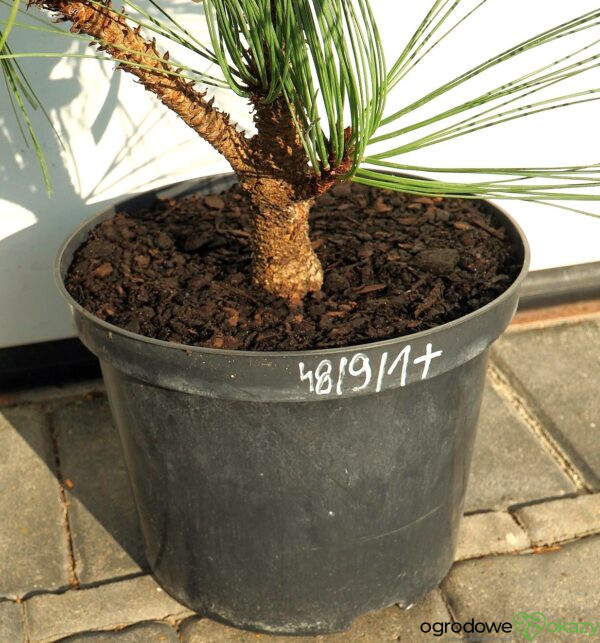 SOSNA JEFFREYA JOPPI Pinus jeffreyi 'Joppi'