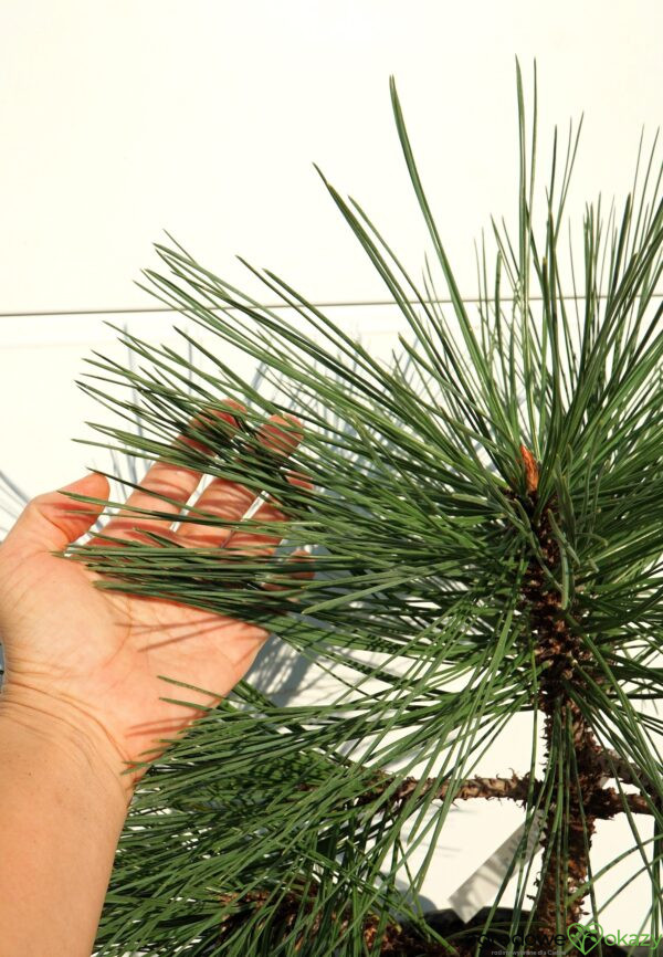 SOSNA JEFFREYA JOPPI Pinus jeffreyi 'Joppi'