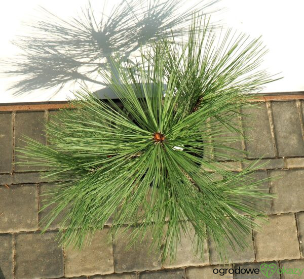SOSNA JEFFREYA JOPPI Pinus jeffreyi 'Joppi'