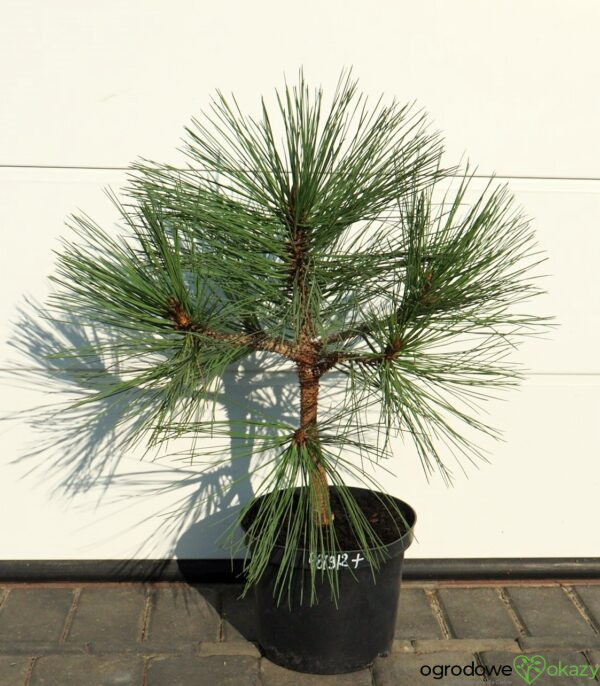 SOSNA JEFFREYA JOPPI Pinus jeffreyi 'Joppi'