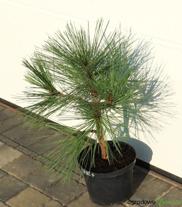 SOSNA JEFFREYA JOPPI Pinus jeffreyi 'Joppi'