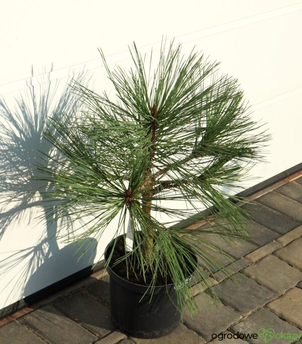 SOSNA JEFFREYA JOPPI Pinus jeffreyi 'Joppi'