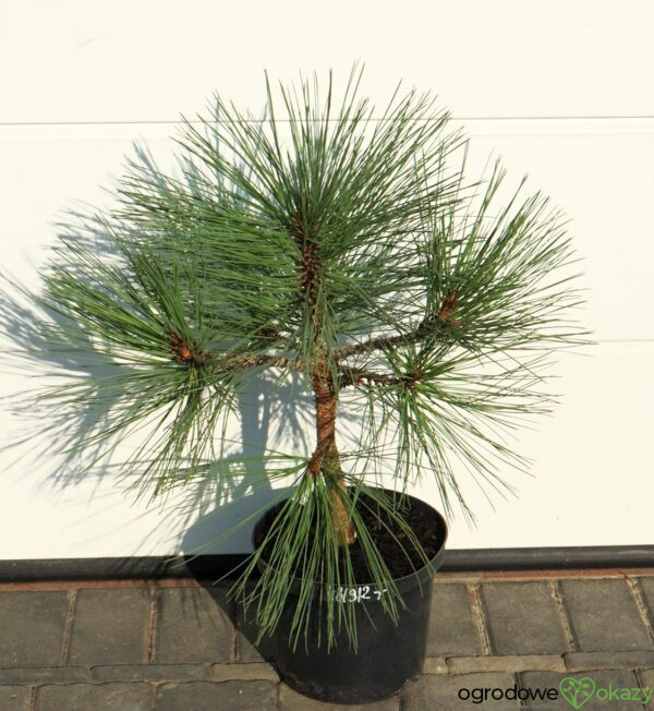 SOSNA JEFFREYA JOPPI Pinus jeffreyi 'Joppi'