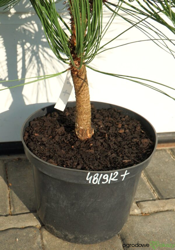 SOSNA JEFFREYA JOPPI Pinus jeffreyi 'Joppi'