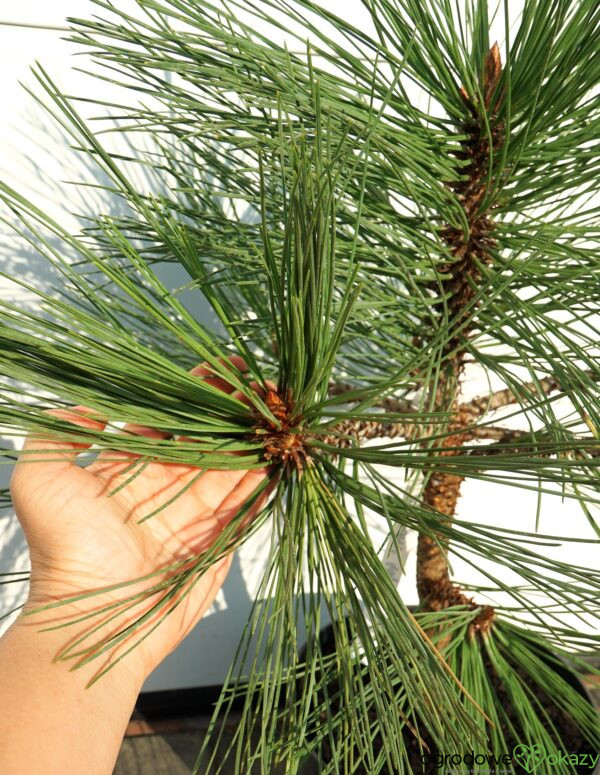SOSNA JEFFREYA JOPPI Pinus jeffreyi 'Joppi'