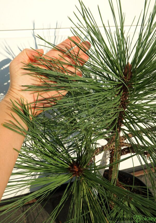 SOSNA JEFFREYA JOPPI Pinus jeffreyi 'Joppi'