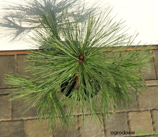 SOSNA JEFFREYA JOPPI Pinus jeffreyi 'Joppi'