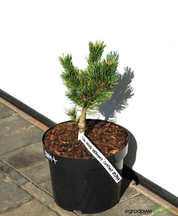 SOSNA OŚCISTA SHERWOOD COMPACT Pinus aristata 'Sherwood Compact'