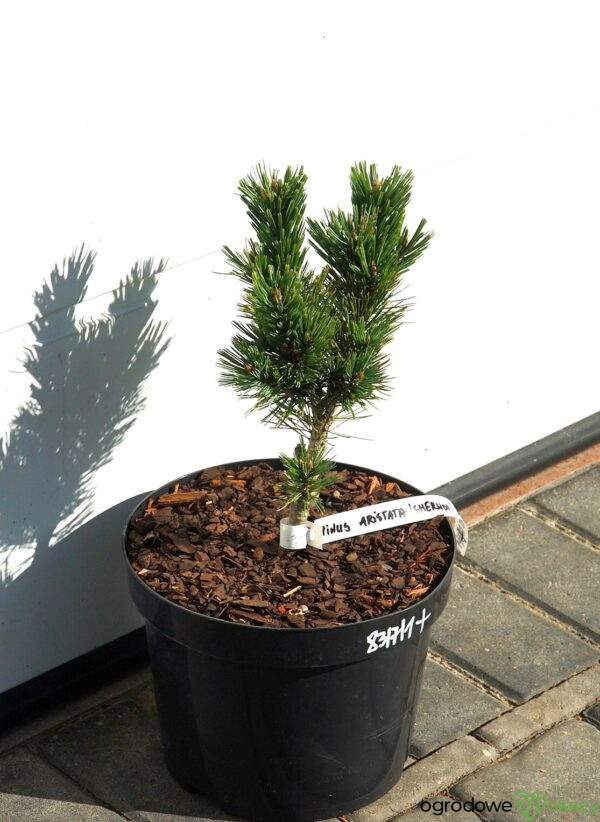 SOSNA OŚCISTA SHERWOOD COMPACT Pinus aristata 'Sherwood Compact'