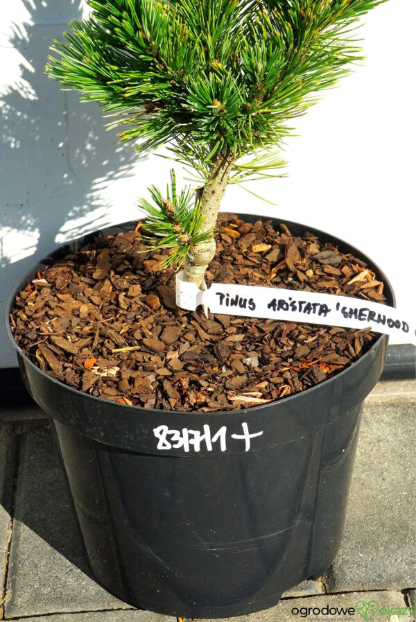 SOSNA OŚCISTA SHERWOOD COMPACT Pinus aristata 'Sherwood Compact'