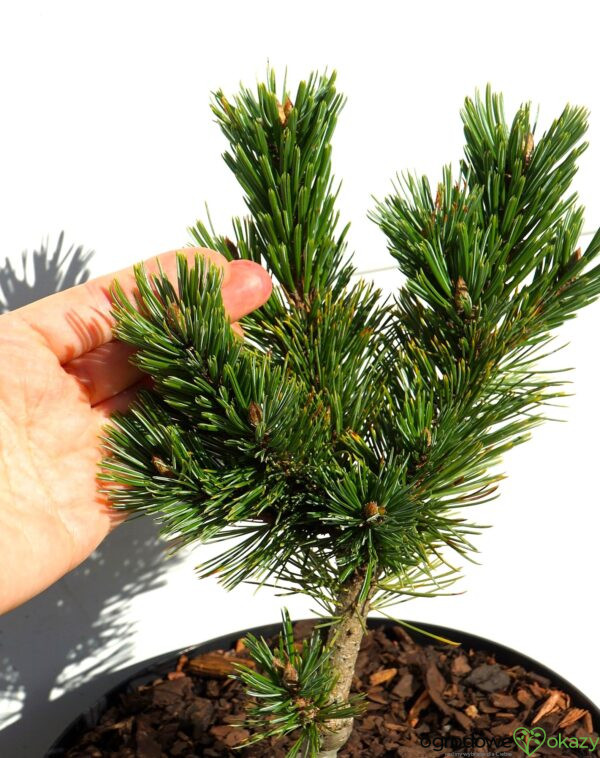 SOSNA OŚCISTA SHERWOOD COMPACT Pinus aristata 'Sherwood Compact'