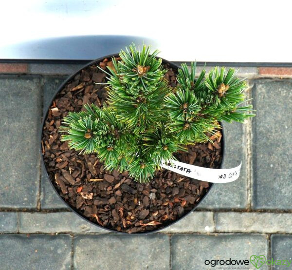 SOSNA OŚCISTA SHERWOOD COMPACT Pinus aristata 'Sherwood Compact'