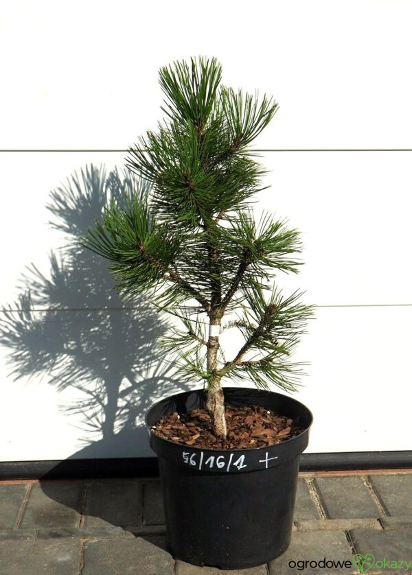 SOSNA BOŚNIACKA EMERALD ARROW Pinus heldreichii 'Emerald Arrow'
