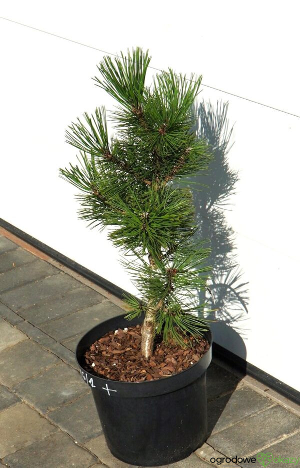 SOSNA BOŚNIACKA EMERALD ARROW Pinus heldreichii 'Emerald Arrow'