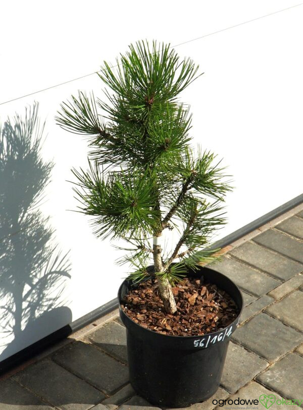 SOSNA BOŚNIACKA EMERALD ARROW Pinus heldreichii 'Emerald Arrow'