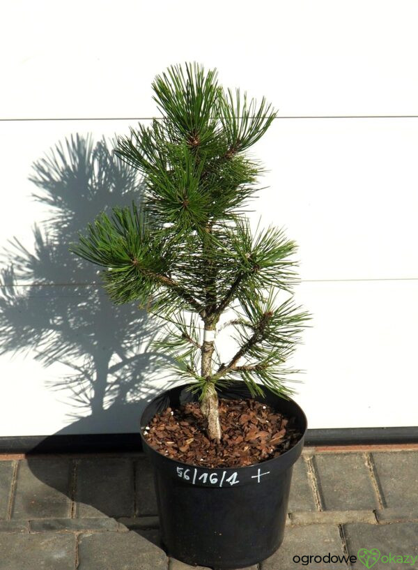 SOSNA BOŚNIACKA EMERALD ARROW Pinus heldreichii 'Emerald Arrow'