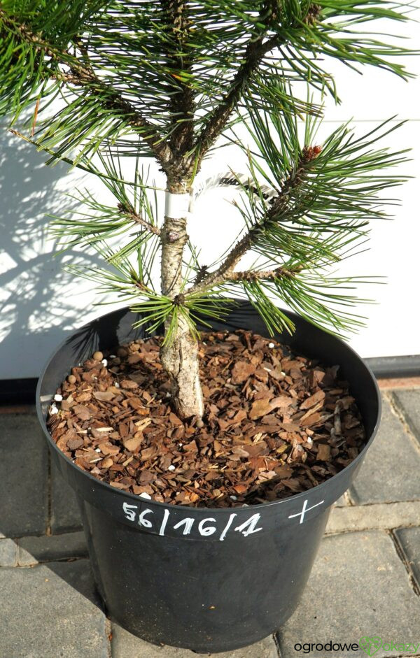 SOSNA BOŚNIACKA EMERALD ARROW Pinus heldreichii 'Emerald Arrow'