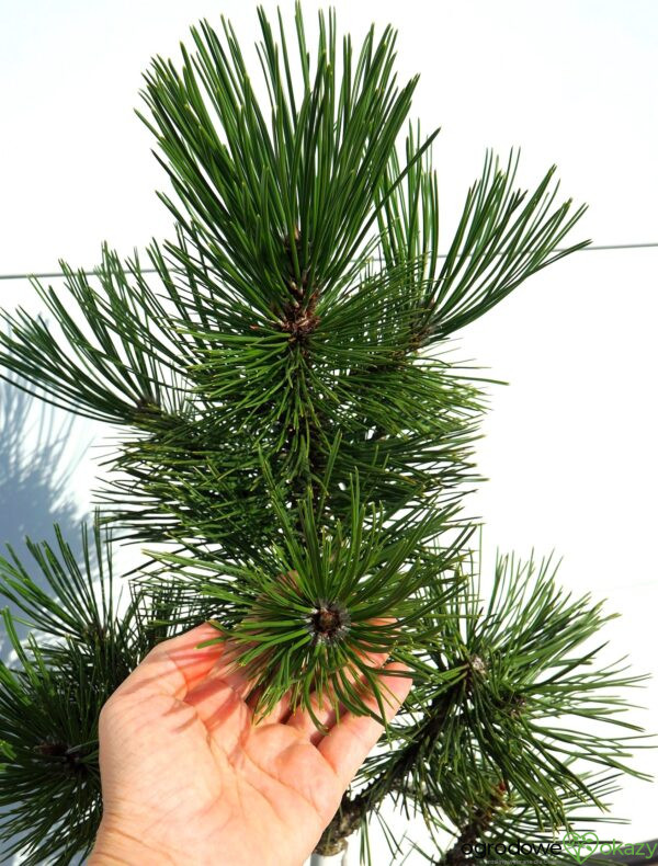 SOSNA BOŚNIACKA EMERALD ARROW Pinus heldreichii 'Emerald Arrow'