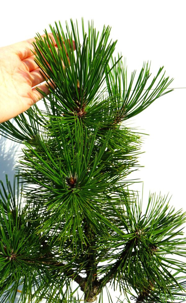 SOSNA BOŚNIACKA EMERALD ARROW Pinus heldreichii 'Emerald Arrow'
