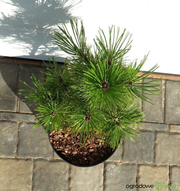 SOSNA BOŚNIACKA EMERALD ARROW Pinus heldreichii 'Emerald Arrow'
