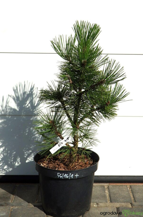 SOSNA BOŚNIACKA EMERALD ARROW Pinus heldreichii 'Emerald Arrow'