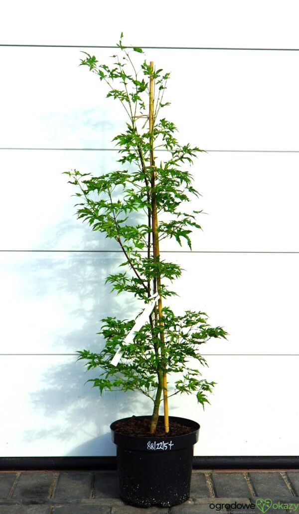 KLON PALMOWY ALPENWEISS Acer palmatum 'Alpenweiss'