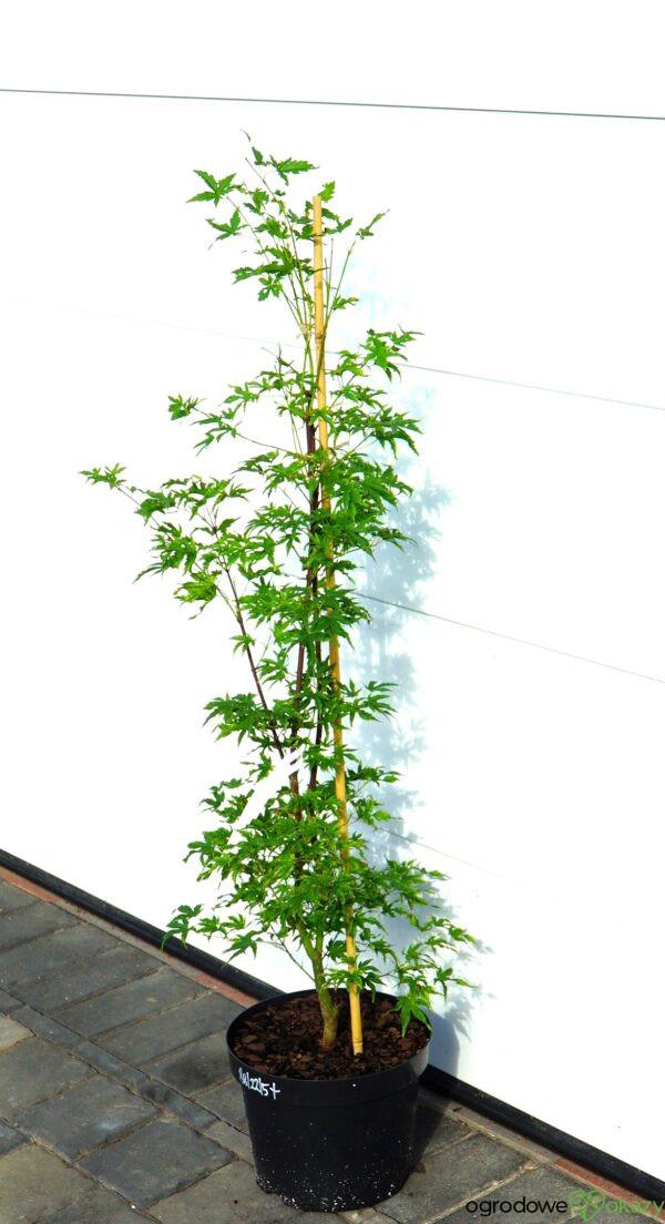 KLON PALMOWY ALPENWEISS Acer palmatum 'Alpenweiss'