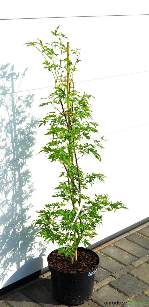 KLON PALMOWY ALPENWEISS Acer palmatum 'Alpenweiss'